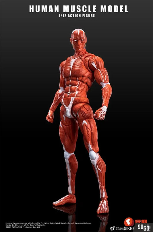 Keepgoing Human Muscle Model 1/12 Action Figure (Color)